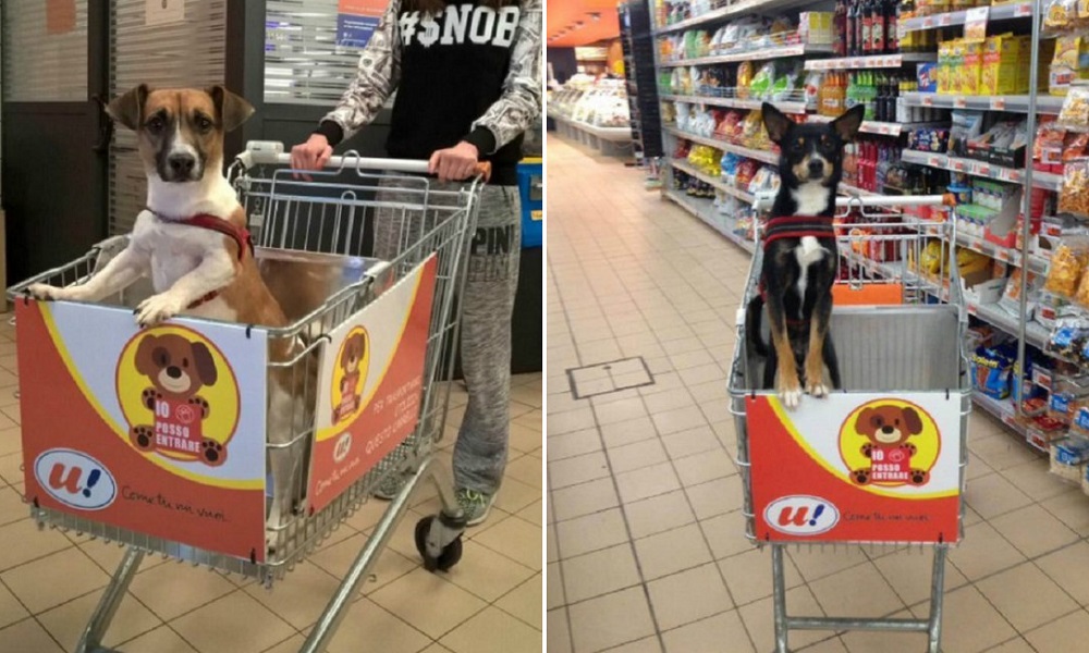 Supermercado cria carrinho especial para os cães poderem ir ás compras com os donos