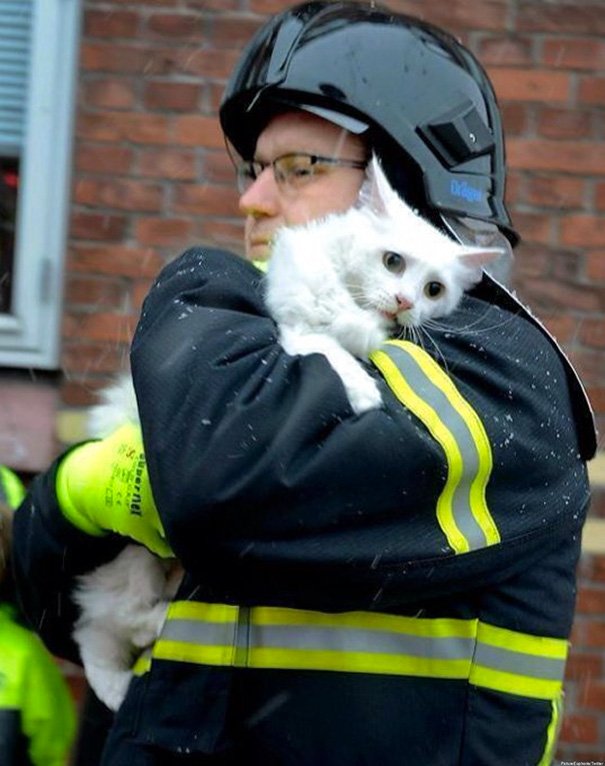 12 bombeiros que salvaram animais, numa galeria cheia de emoções