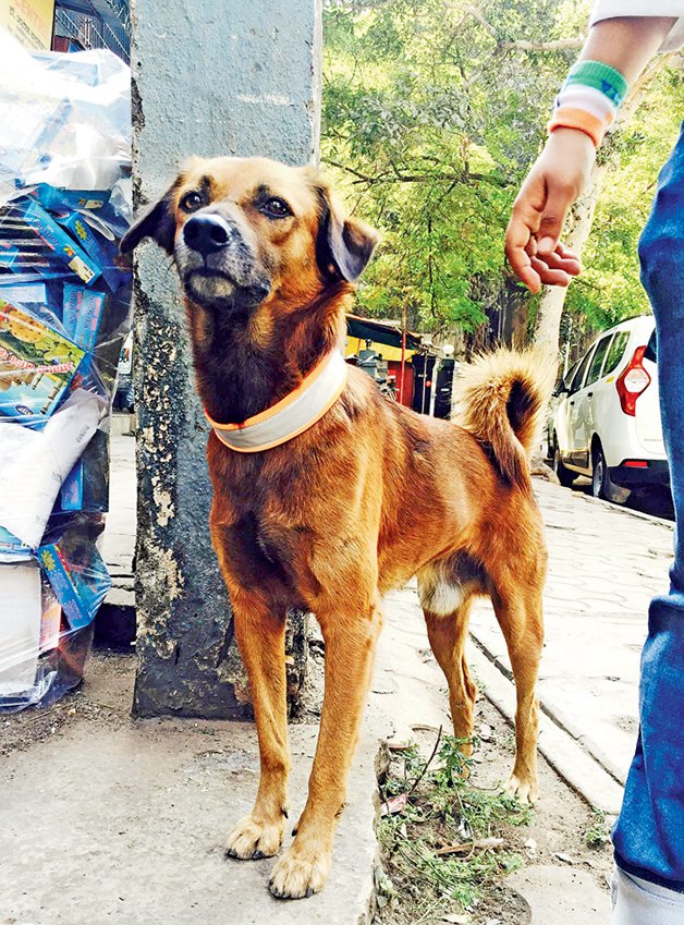 ONG cria coleiras reflectoras para evitar atropelamentos com animais de rua