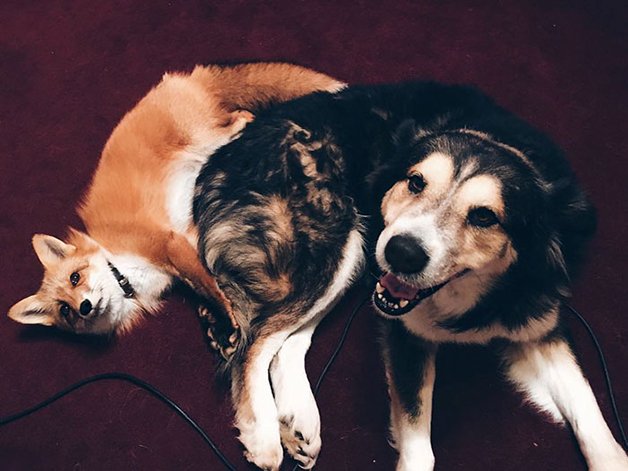 Amizade improvável entre um cão e uma raposa conquista a internet