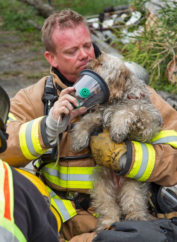 12 bombeiros que salvaram animais, numa galeria cheia de emoções
