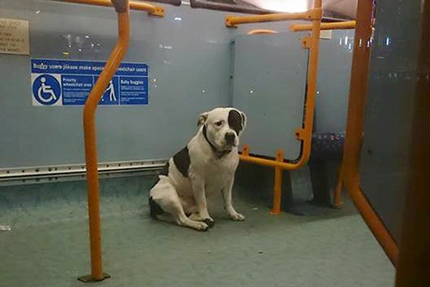 Cão abandonado em autocarro, ficou horas à espera que o dono voltasse