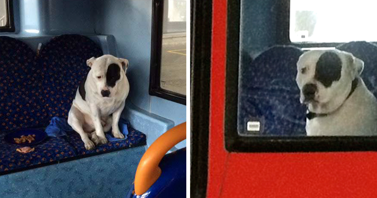 Cão abandonado em autocarro, ficou horas à espera que o dono voltasse