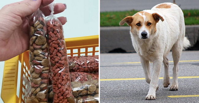 Esta ideia simples para ajudar animais de rua ficou viral, e é genial