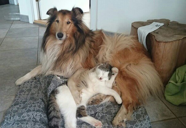 Cão e gato dormem juntos desde o primeiro dia em que se conheceram
