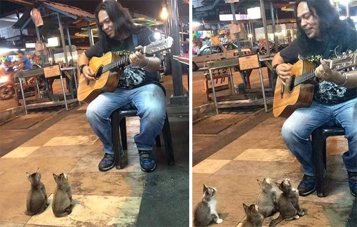 4 gatinhos ouviram um cantor de rua que todos os outros ignoraram