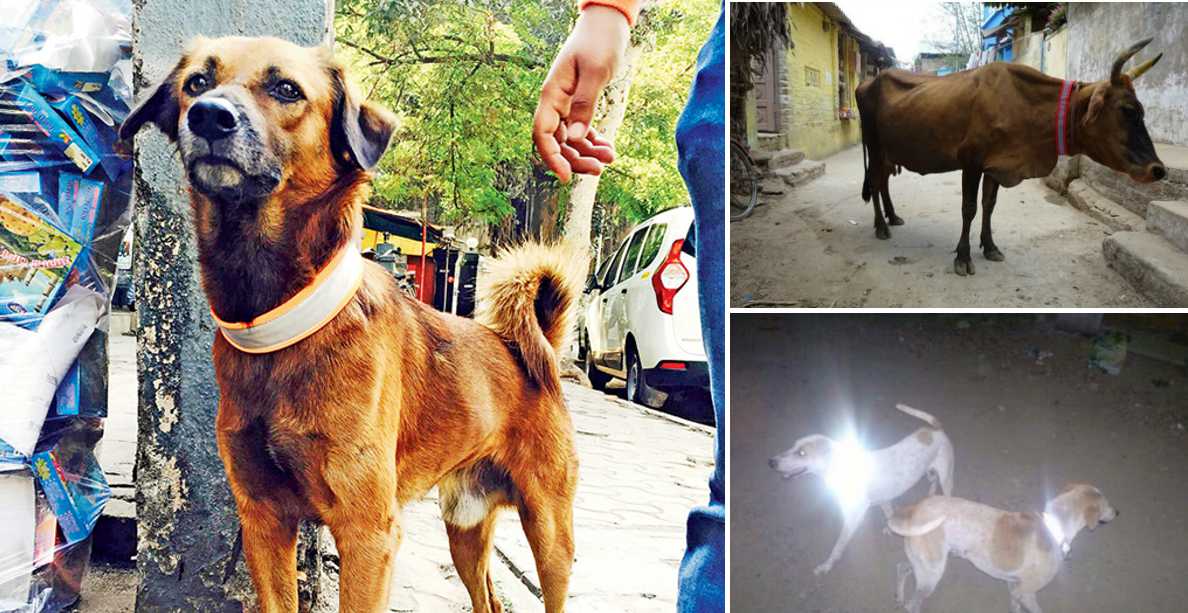 ONG cria coleiras reflectoras para evitar atropelamentos com animais de rua