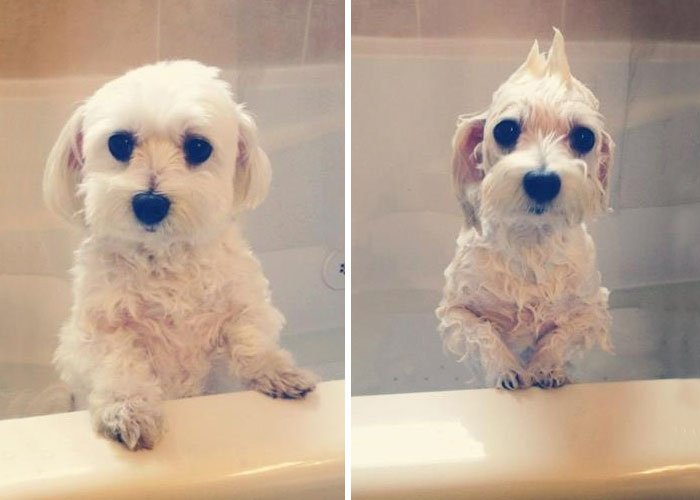 15 animais fotografados antes e depois de tomar banho