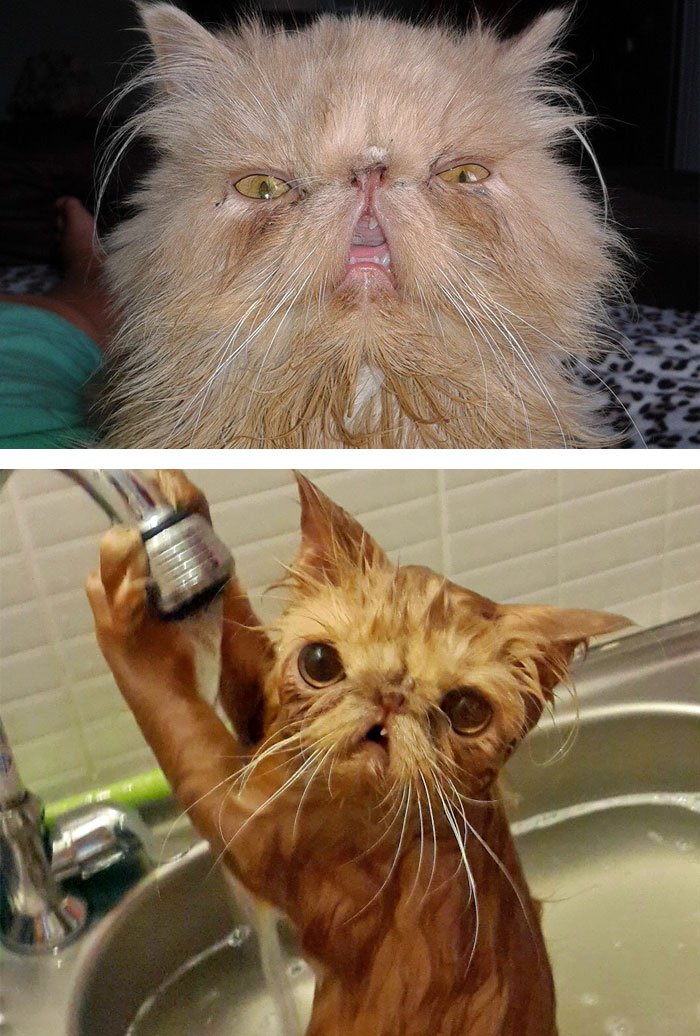 15 animais fotografados antes e depois de tomar banho