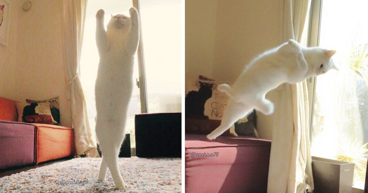 Este gato dança ballet quando ninguém está a ver, e ficou viral por isso