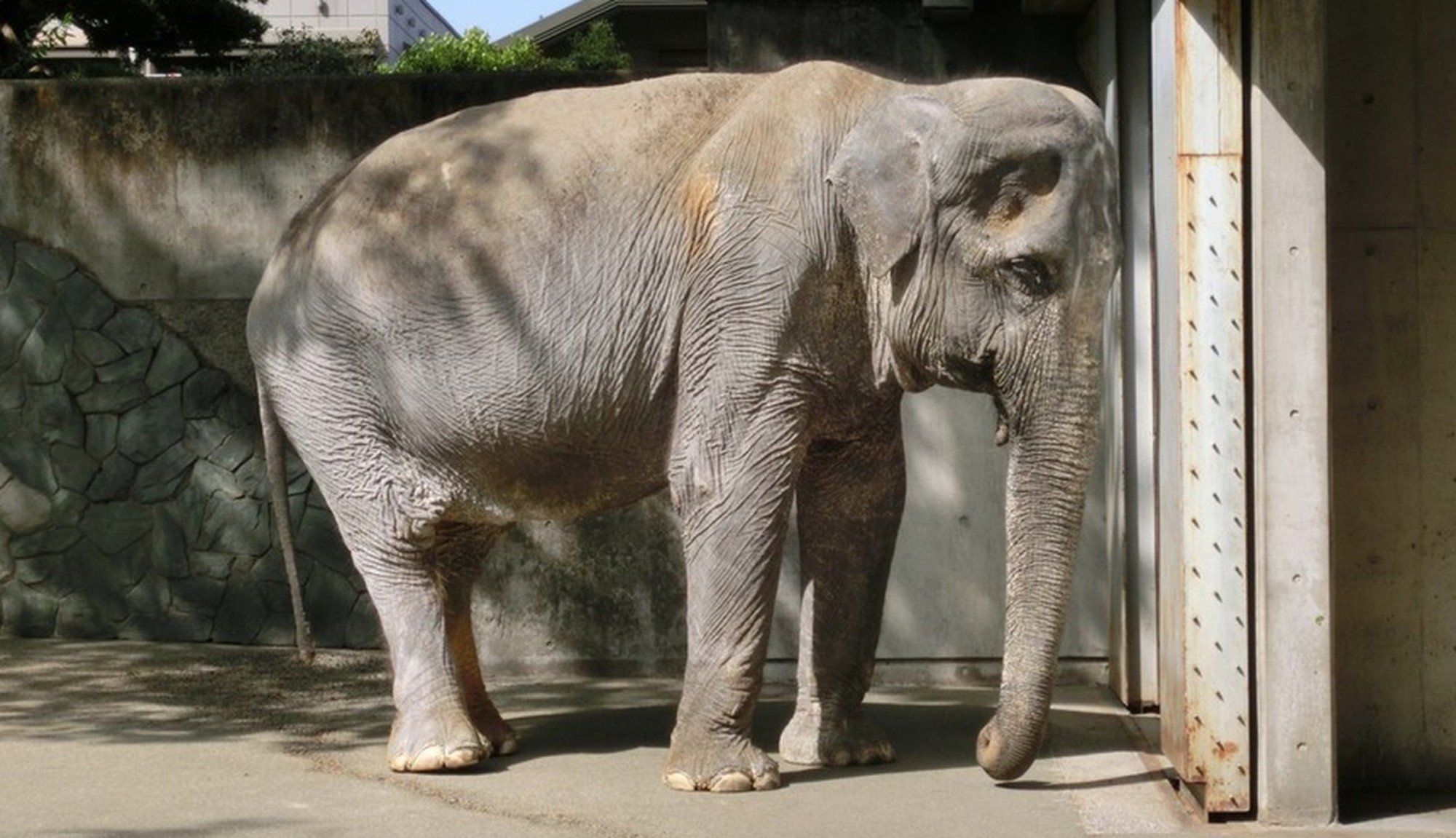 A elefante mais triste do mundo morreu, depois de 60 anos sozinha numa cela