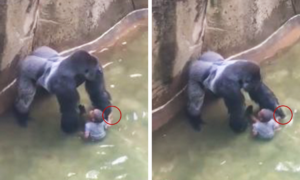 Novo vídeo revela que o gorila estava de mão dada com o menino quando foi abatido