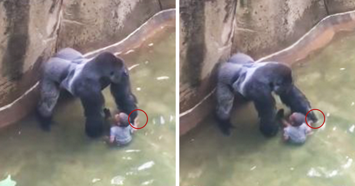 Novo vídeo revela que o gorila estava de mão dada com o menino quando foi abatido