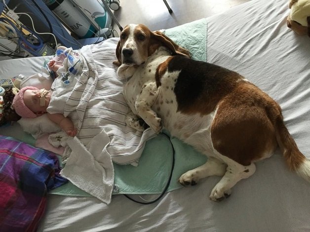A razão porque este hospital permitiu que os cães visitassem esta bebé, parte o coração