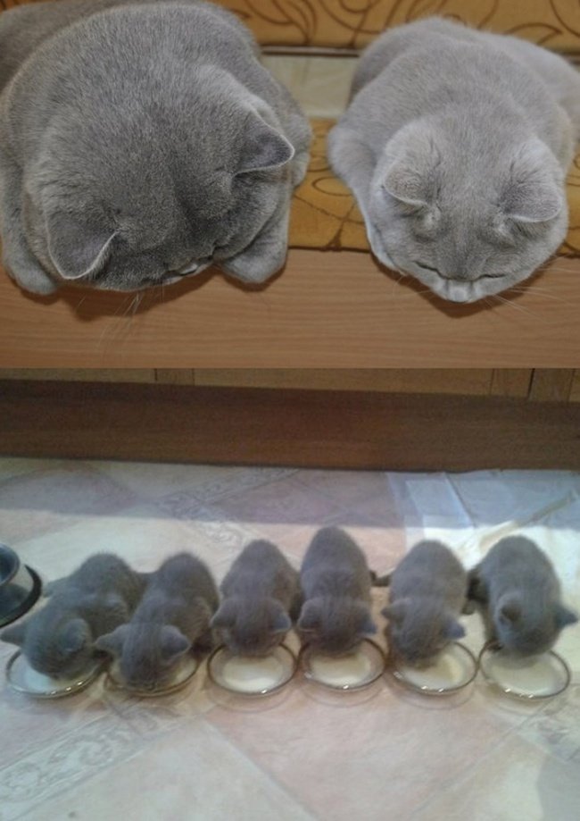 11 gatos com a sua versão mini, numa galeria carregada de fofura