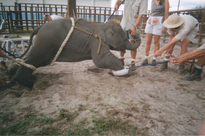 É desta forma cruel que os elefantes bebés são treinados para o circo