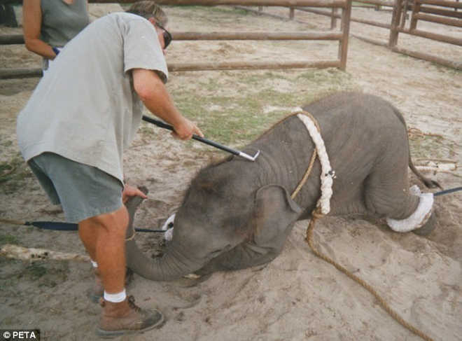 É desta forma cruel que os elefantes bebés são treinados para o circo