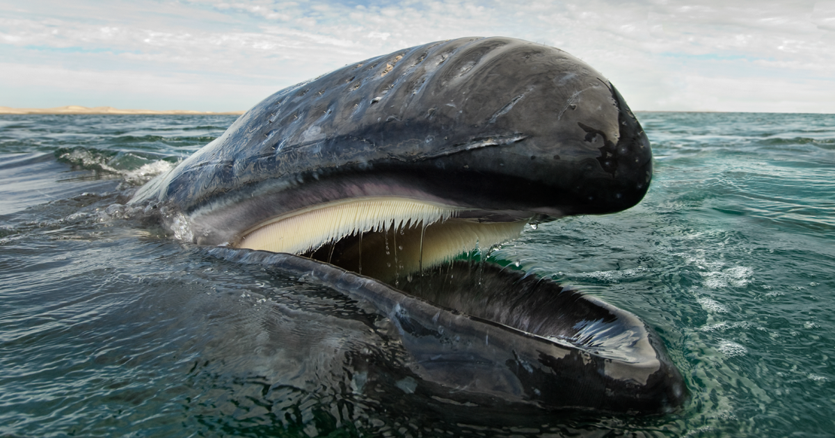 Fotógrafo passou 25 anos a captar a beleza majestosa de baleias e golfinhos