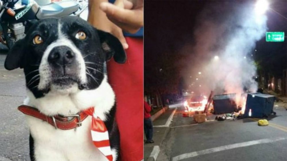 Cão morto a tiro por ladrar à polícia, causa revolta no Brasil