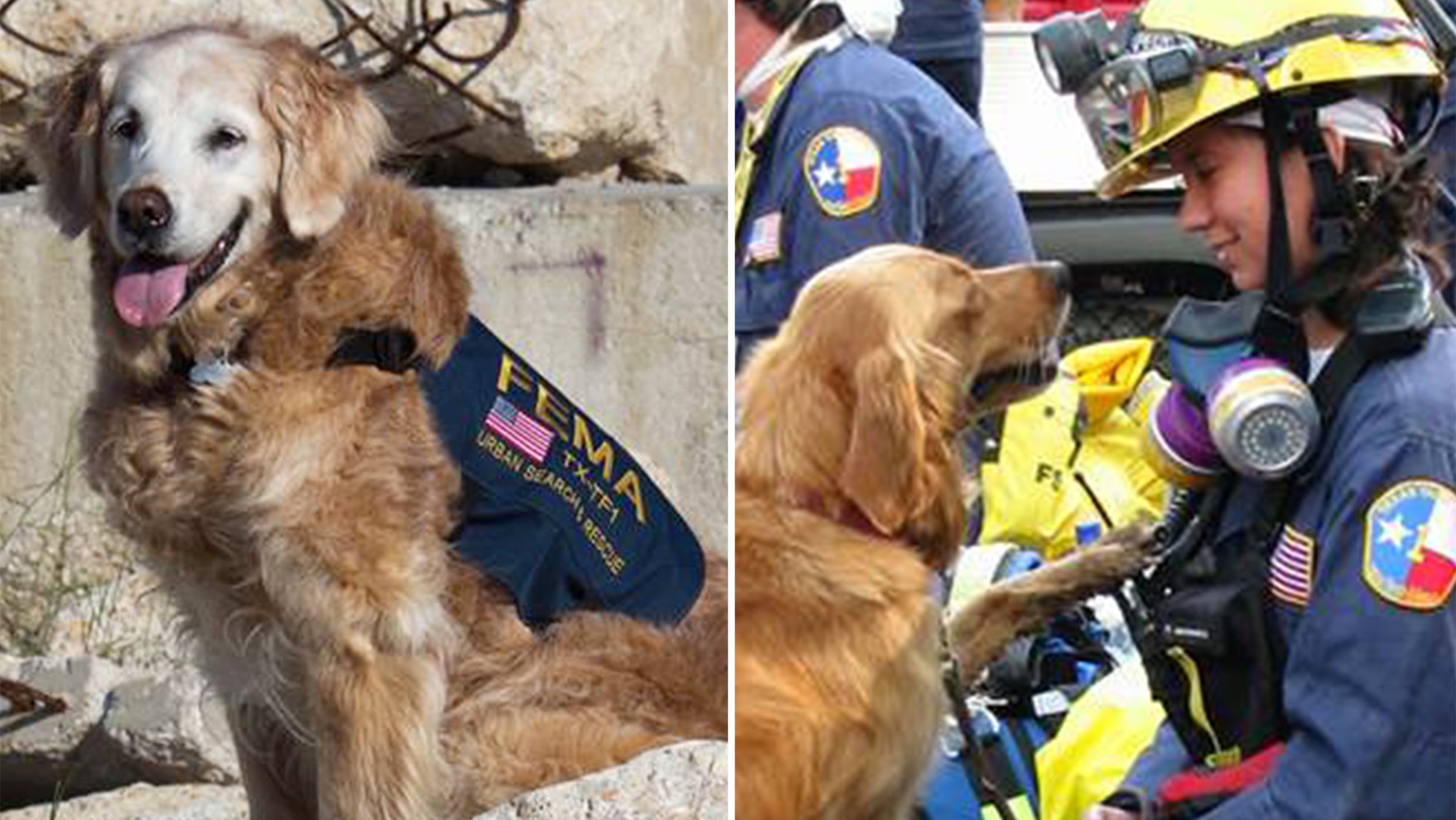Bretagne, a cadela que salvou vidas no 11 de Setembro, morreu perto de fazer 17 anos