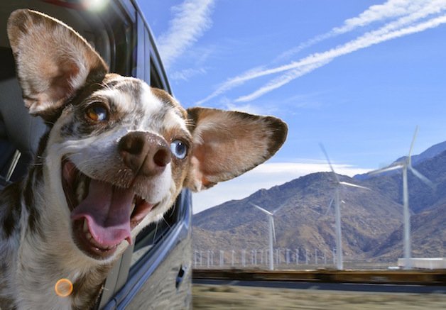 Fotógrafa regista a felicidade dos cães a viajar de carro à janela