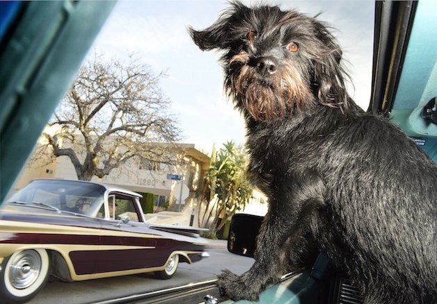 Fotógrafa regista a felicidade dos cães a viajar de carro à janela