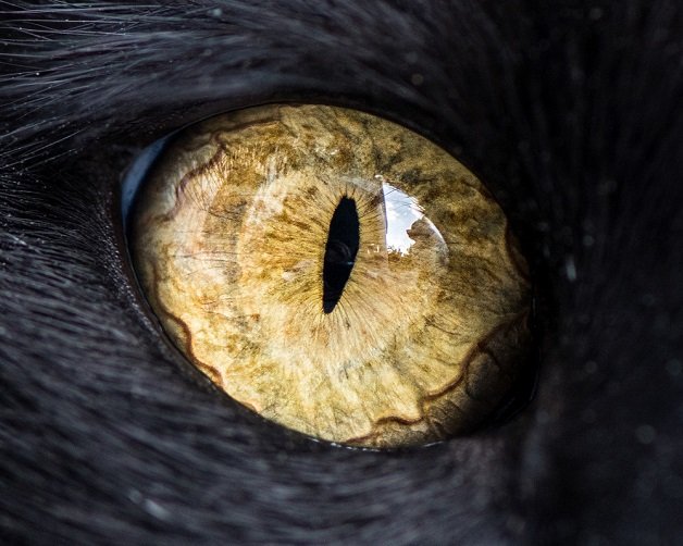 Fotógrafo usa lente macro para captar a beleza dos olhos dos gatos