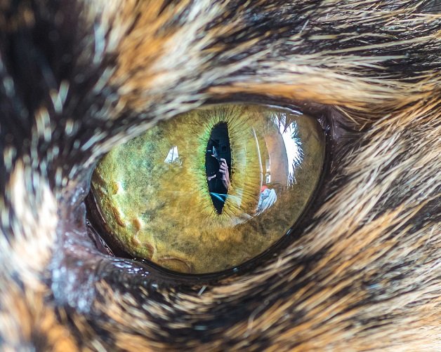 Fotógrafo usa lente macro para captar a beleza dos olhos dos gatos