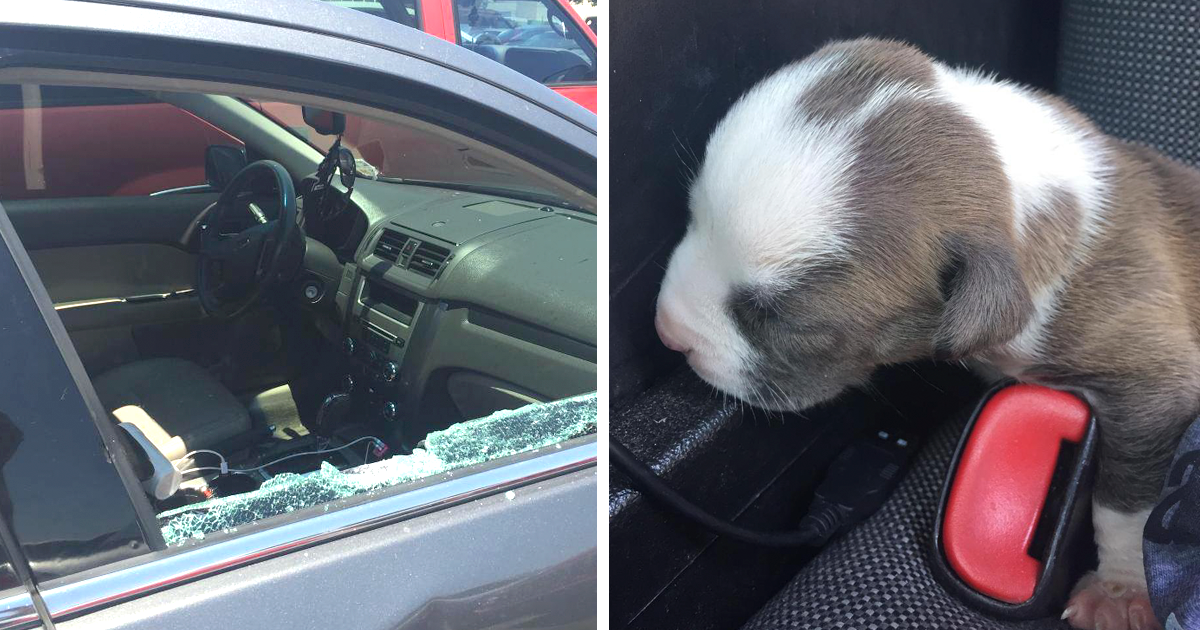Polícia parte janela de carro para salvar este cachorrinho, e deixaram mensagem épica