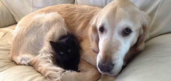 Cão perde o seu melhor amigo gato, devido ao cancro, mas teve uma boa surpresa