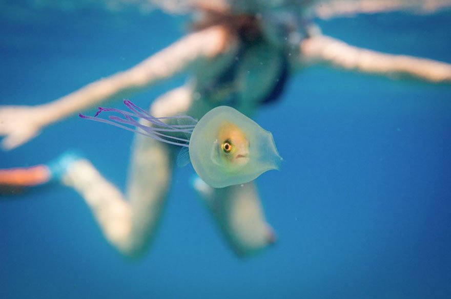 Fotógrafo capta peixe a nadar dentro de alforreca, e a imagem fica viral