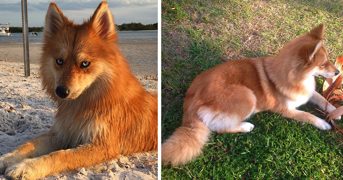 Pomski: a cadela raposa que está a derreter a internet