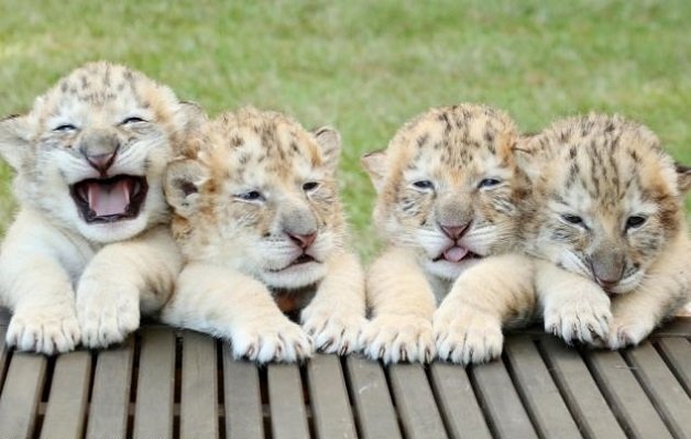 Ligers: os adoráveis filhos de um leão branco e de um tigre-fêmea branco