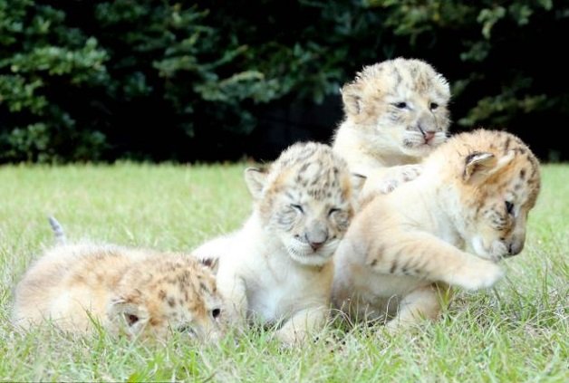 Ligers: os adoráveis filhos de um leão branco e de um tigre-fêmea branco