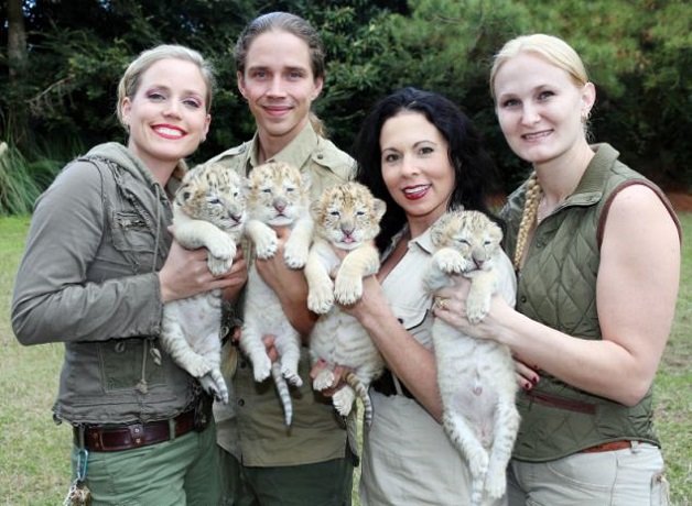 Ligers: os adoráveis filhos de um leão branco e de um tigre-fêmea branco