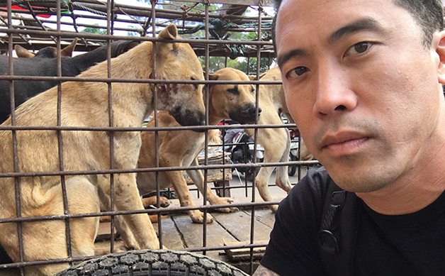 Ativista arrisca a vida para salvar 1000 cães da morte, no festival de carne de cão na China