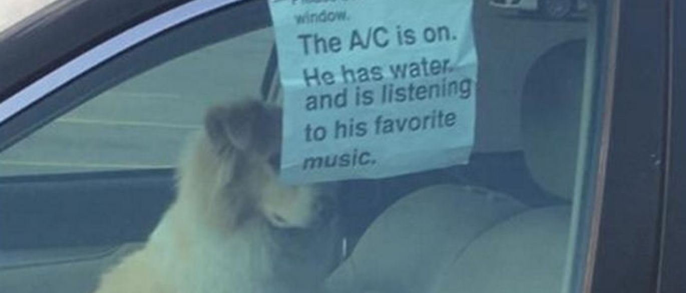 Imagem de cão trancado num carro torna-se viral, pelas melhores razões