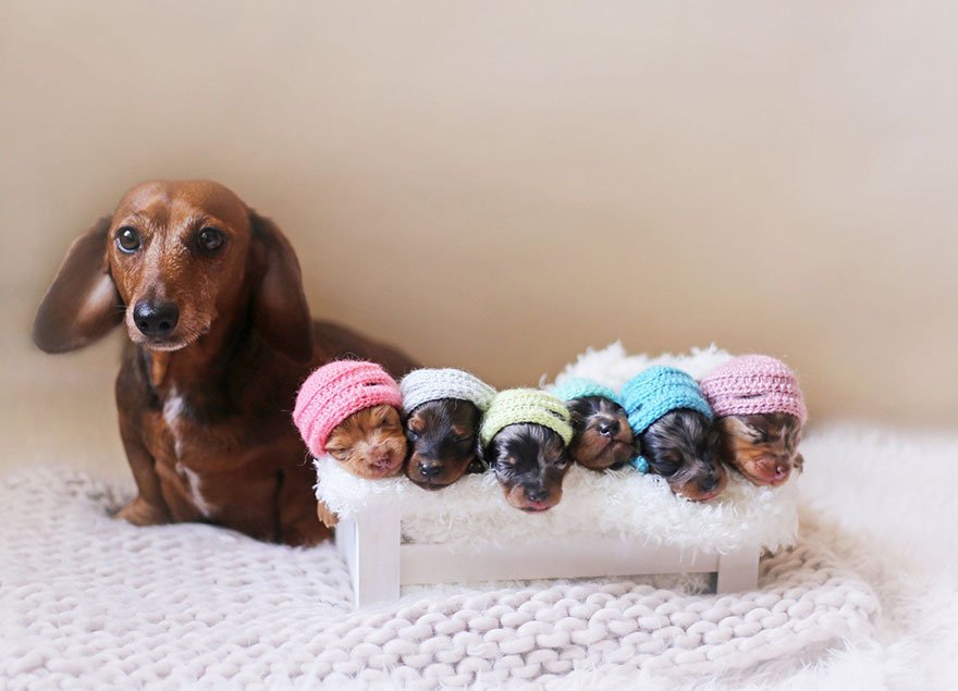 Cadela salsicha orgulhosa em sessão fotográfica do nascimento dos seus 6 filhotes