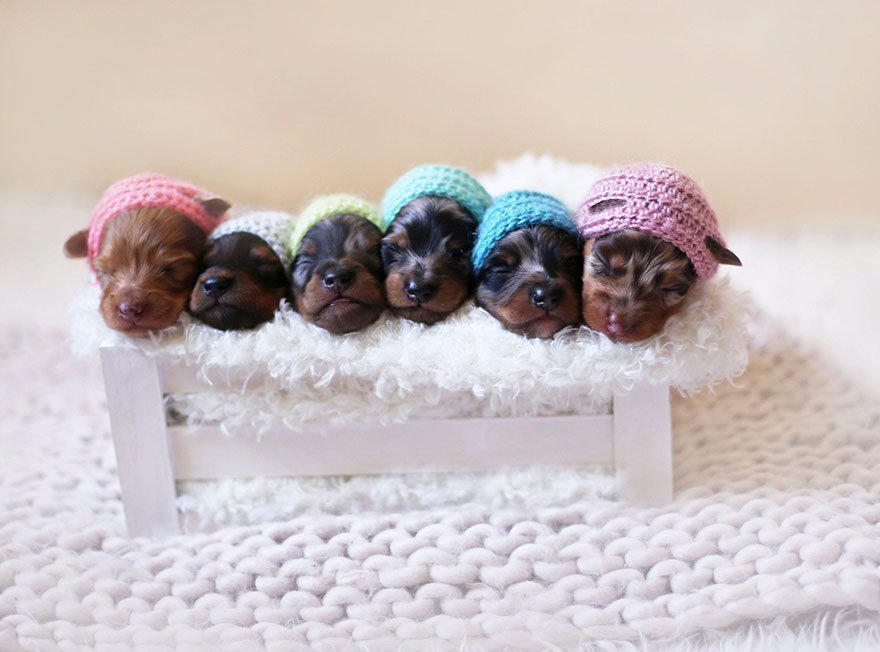 Cadela salsicha orgulhosa em sessão fotográfica do nascimento dos seus 6 filhotes