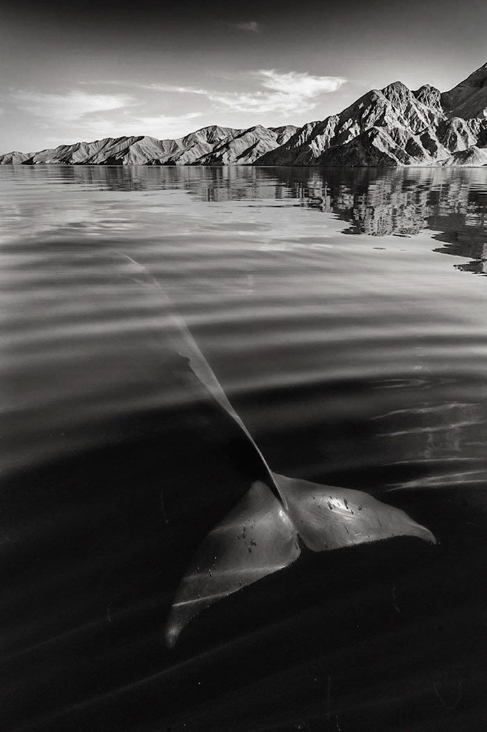 Fotógrafo passou 25 anos a captar a beleza majestosa de baleias e golfinhos