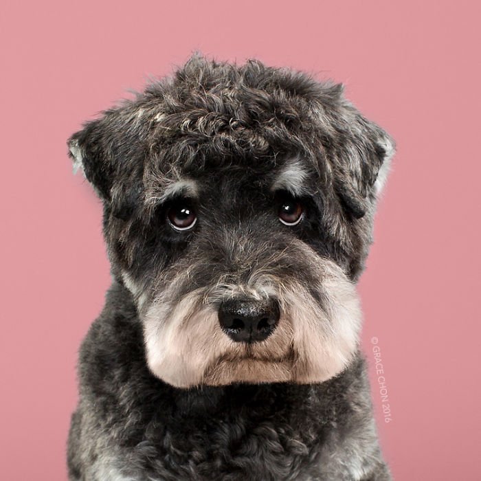 Cães: o antes e o depois de um belo corte de pelo