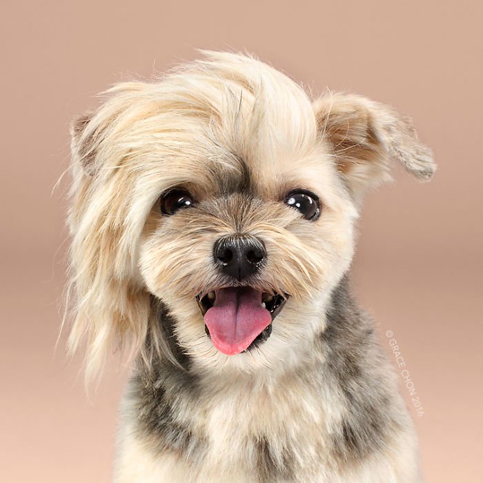 Cães: o antes e o depois de um belo corte de pelo