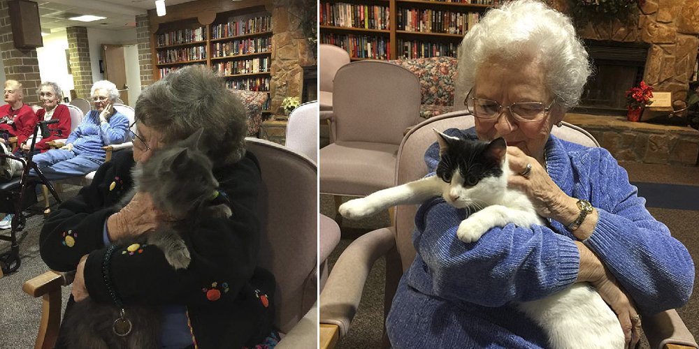 Gatos séniores visitam lares de idosos para dar, e receber, mimos