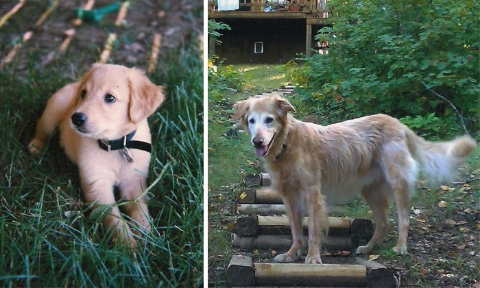 10 primeiras e últimas fotografias de animais de estimação com os seus donos