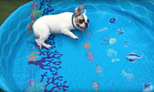 Este bulldog a tentar nadar numa piscina sem água, é o vídeo mais fofo do dia