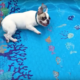 Este bulldog a tentar nadar numa piscina sem água, é o vídeo mais fofo do dia