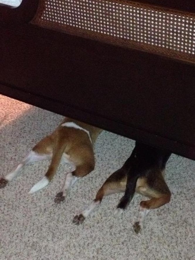 7 cães que encontraram o esconderijo perfeito