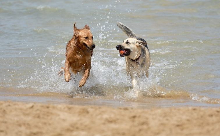 Barcelona inaugurou ontem a primeira praia para cães