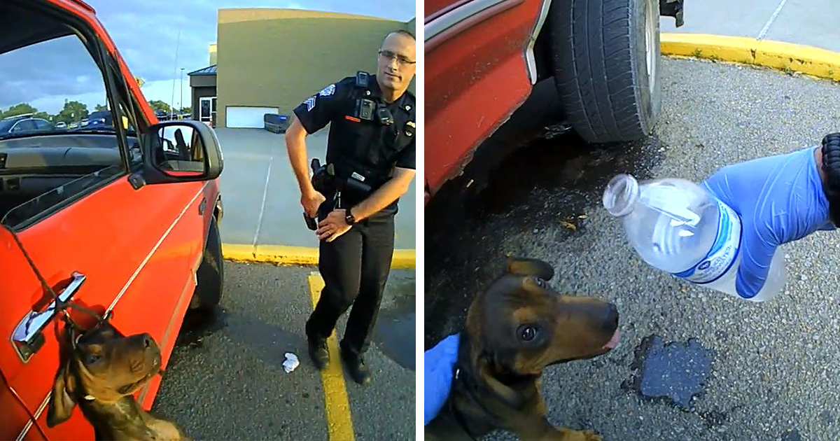 Polícia salva cão, quase a sufocar, preso pela coleira num carro
