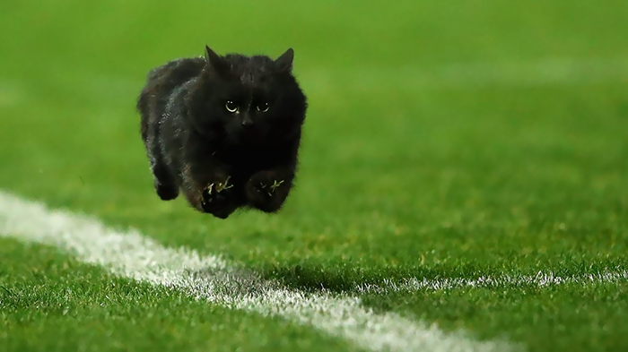 Gato voador interrompe jogo de Rugby. A internet respondeu assim